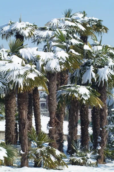 Пальмовые деревья со снегом — стоковое фото
