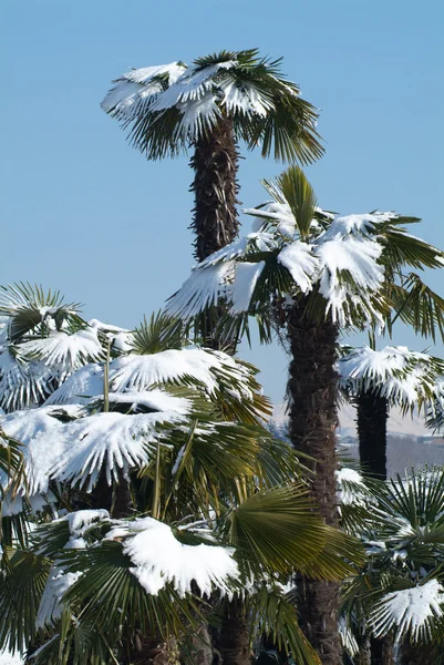 Пальмовые деревья со снегом — стоковое фото