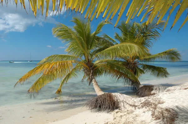Palm trees on Saona island — Stock Photo, Image