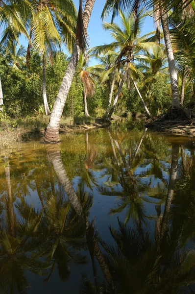 Palmy Playa bonita, w pobliżu las galeras — Zdjęcie stockowe