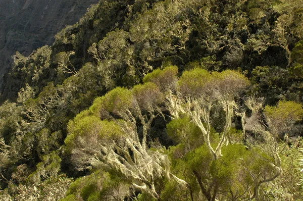 Stromy a zvraty na ostrově Réunion — Stock fotografie