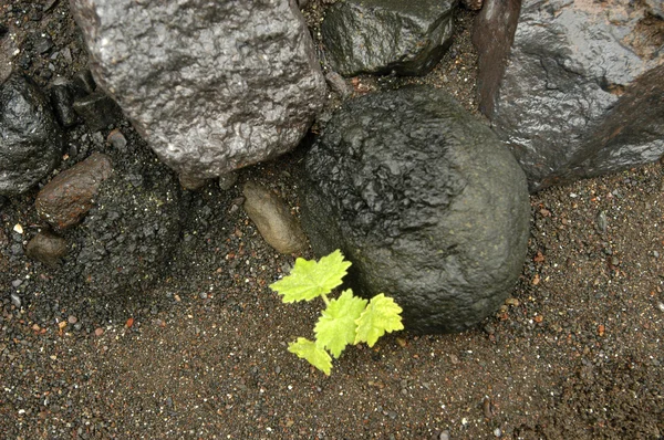 Naturen sammansättning — Stockfoto