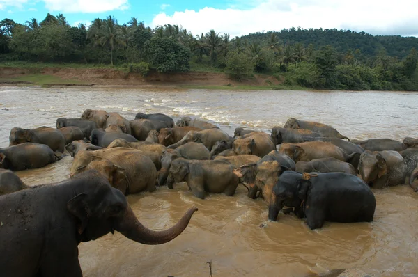 Слоны в грязной воде — стоковое фото