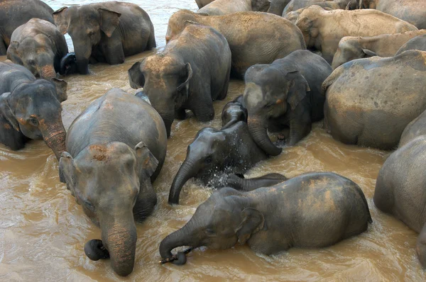 Elefantes em água suja — Fotografia de Stock