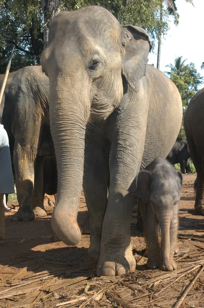 Elefante mãe e bebê — Fotografia de Stock