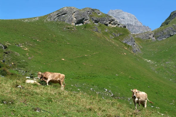 在阿尔卑斯山的瑞士牛 — 图库照片