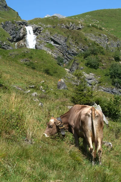 Vacas suizas en los Alpes — Foto de Stock