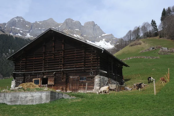Casa de madeira suíça com animais domésticos em Engelberg — Fotografia de Stock