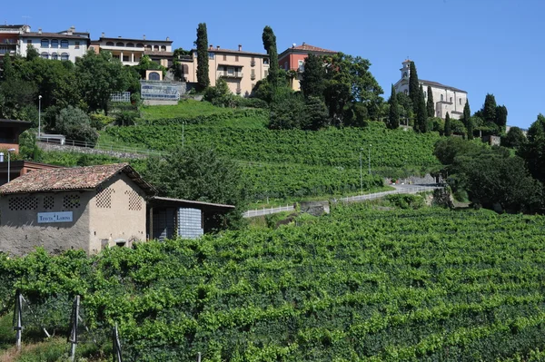 The vineyards of Porza near Lugano — Stock Photo, Image