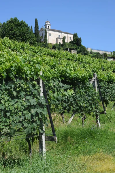 I vigneti di Porza vicino Lugano — Foto Stock