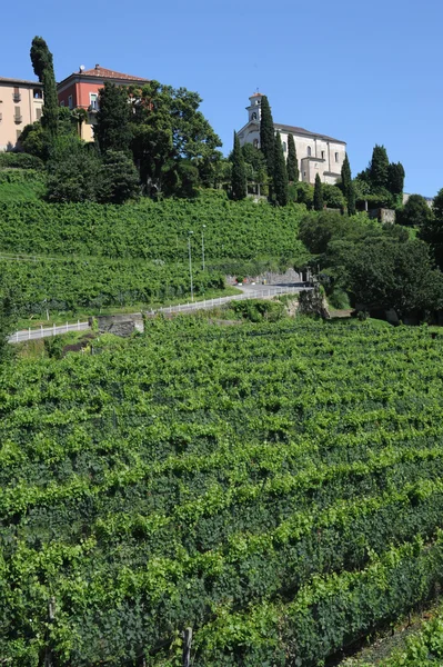 The vineyards of Porza near Lugano — Stock Photo, Image