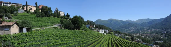 Los viñedos de Porza cerca de Lugano — Foto de Stock