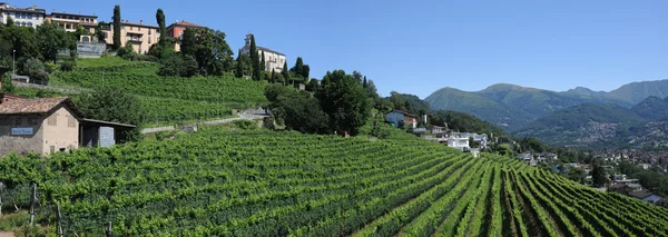 As vinhas de Porza perto de Lugano — Fotografia de Stock