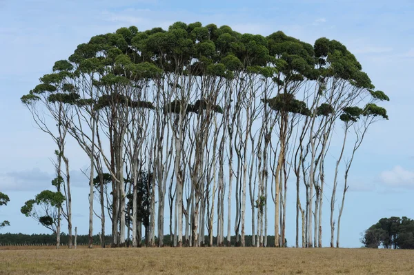 Baumgruppe auf dem Feld des Uruguay — Stockfoto