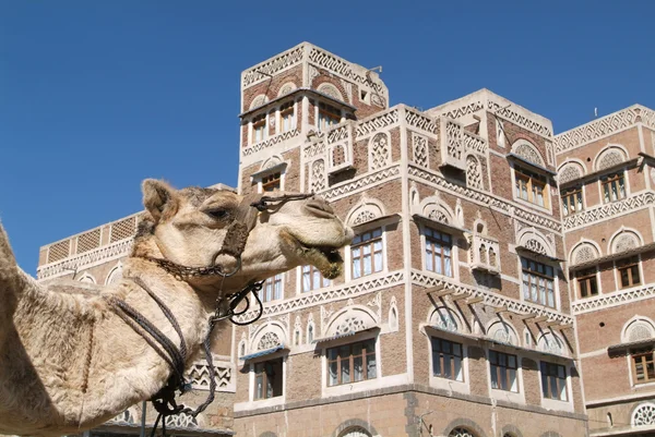 Um Dromedary perto das casas da torre em Sana velha — Fotografia de Stock