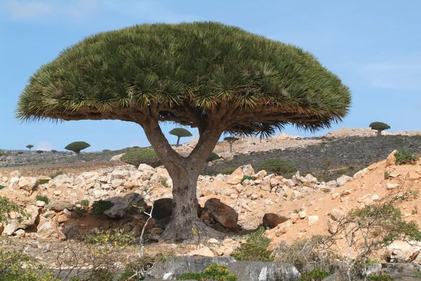 Árvores de sangue de dragão na ilha de Socotra — Fotografia de Stock