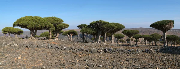 Dragon Blood Trees on the island of Socotra — Stock Photo, Image