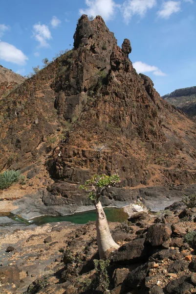 Rio Wadi Daerhu da ilha de Socotra — Fotografia de Stock