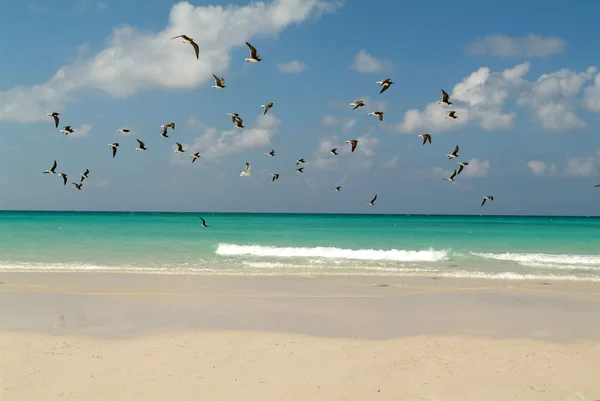 Beach of Qalansiya on the island of Socotra, Yemen — Stock Photo, Image