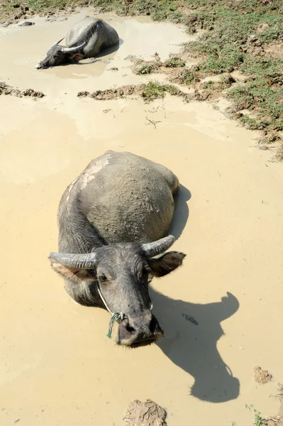 Wasserbüffel in Laos — Stockfoto