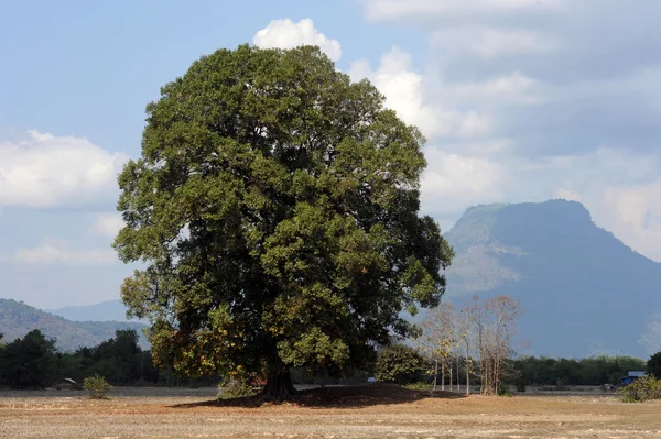 Het veld in de buurt van Champassak in laos — Stockfoto