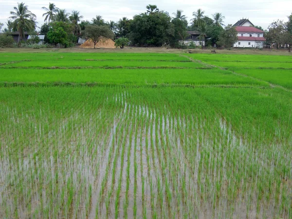 Risfälten nära champasak i laos — Stockfoto