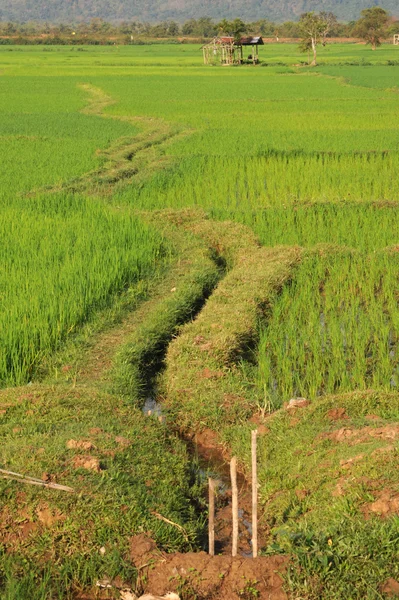 Rice fields near Champasak in Laos — Stock Photo, Image