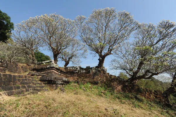 Drzewa khmerski archeologicznego wat phu champasak, laos — Zdjęcie stockowe