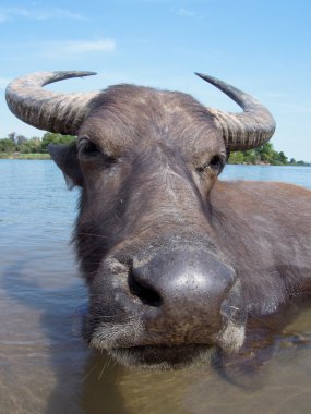 su aygırı don det Island Laos