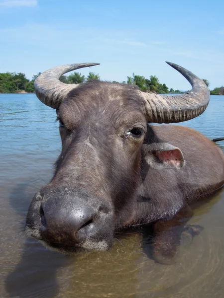 Vodní buvol don det ostrově v Laosu — Stock fotografie