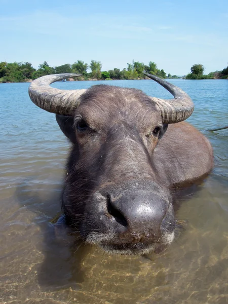 Bufalo d'acqua nell'isola Don Det in Laos — Foto Stock