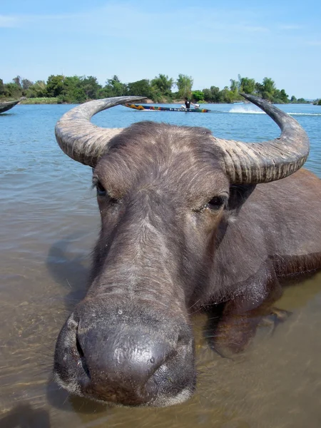 Búfalo de agua en la isla Don Det en Laos —  Fotos de Stock