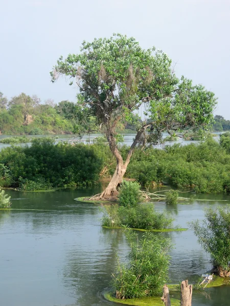 Mekong Nehri, don khon Laos — Stok fotoğraf