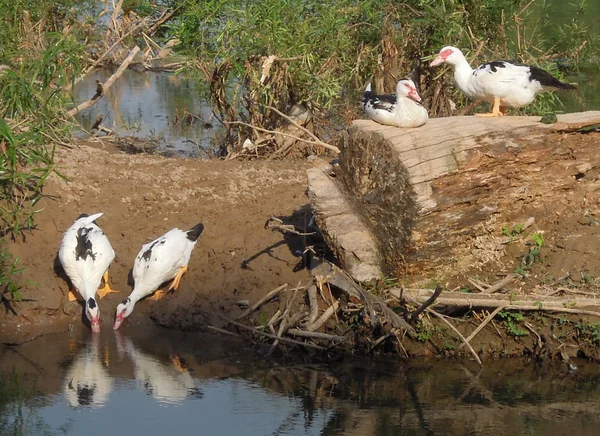 Ducks on the island of Don Det, Laos — Stock Photo, Image