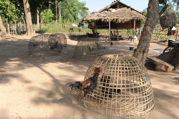 Gård på ön av don det, laos — Stockfoto