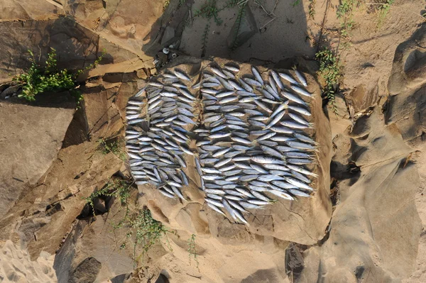 Drying of fish of the Mekong River in Laos — Stock Photo, Image