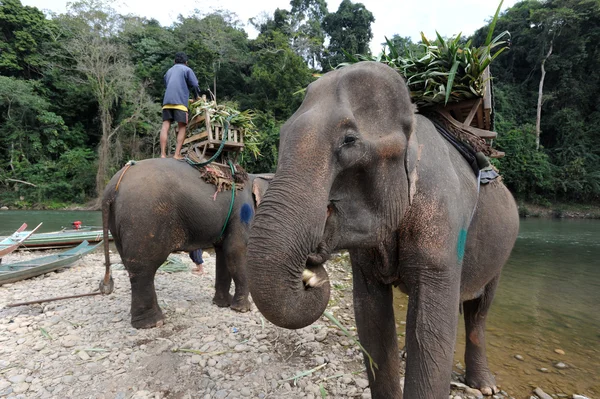 Elefanti sul fiume Xiagnabouli vicino a Luang Prabang sul Laoselephants sul fiume Xiagnabouli vicino a Luang Prabang sul Laos — Foto Stock