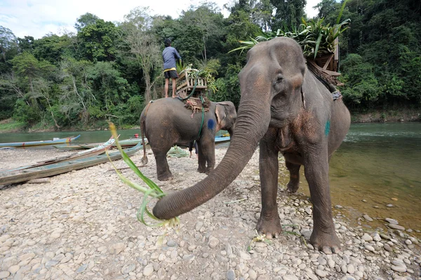 Слоны на реке Xiagnabouli близ Луангпрабанга на Laoselephants на реке Xiagnabouli близ Луангпрабанга на Лаосе — стоковое фото