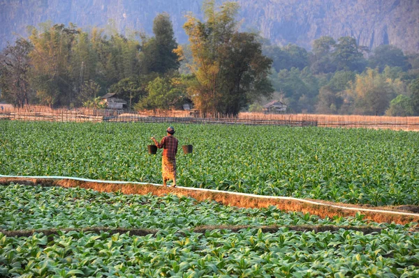 Campo de tabaco na aldeia de Ban Kong Lo no Laos — Fotografia de Stock