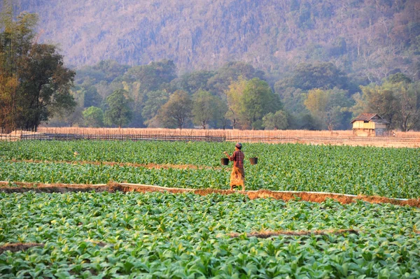 Tabakfeld im Dorf Ban kong lo in Laos — Stockfoto