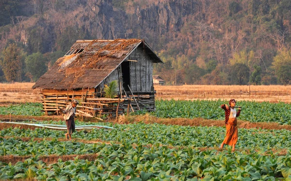 Tobak fältet på byn ban kong lo i laos — Stockfoto