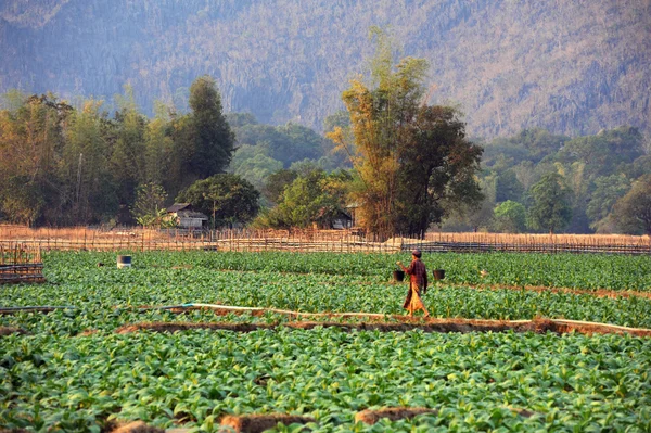 Tobacco field at the village of Ban Kong Lo in Laos — Stock Photo, Image