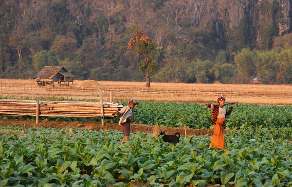 Tobak fältet på byn ban kong lo i laos — Stockfoto