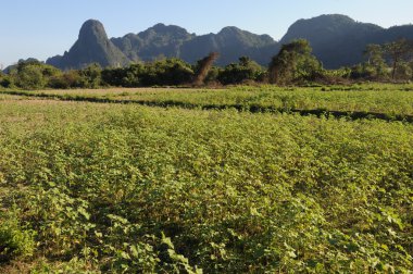 vang vieng laos üzerinde yakınındaki kırsal manzara