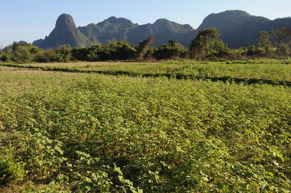 Krajobrazu wiejskiego w pobliżu vang vieng na laos — Zdjęcie stockowe