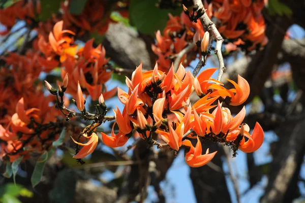 Plants of Thailand — Stock Photo, Image