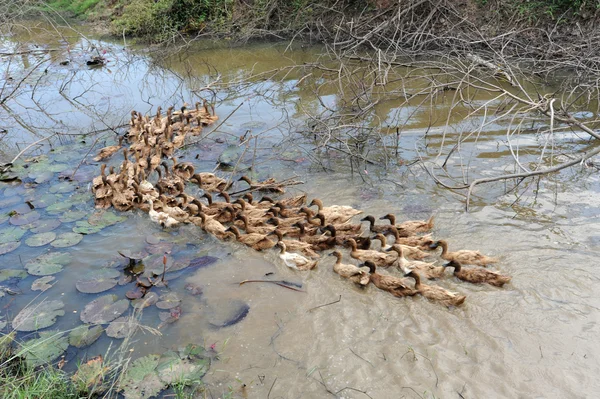 Geese in a row — Stock Photo, Image