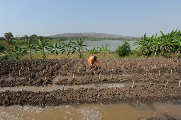 Farmer on a papaya plantation on Thailand — Stock Photo, Image