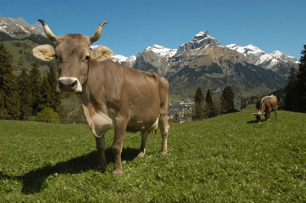 Koe op een veld — Stockfoto