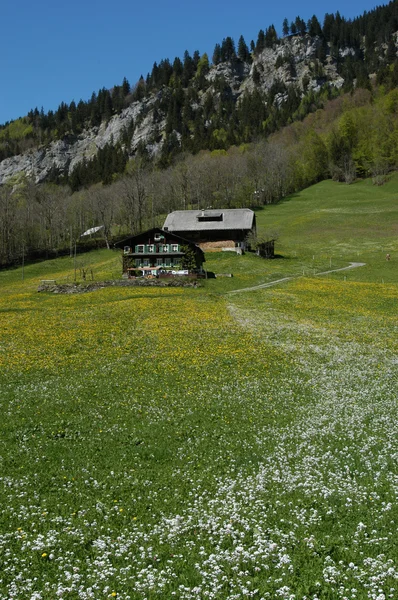 Swiss schoonheid — Stockfoto